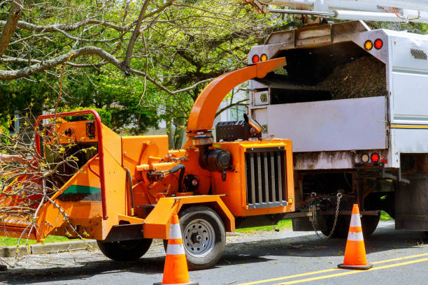 Best Tree Preservation Services  in Clayton, CA